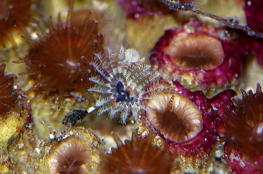 Hydroides pseudouncinatus